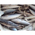Sarda orientalis stripe tuna frozen bonito fish with prices 750g up